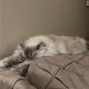 Meet your Posher, Abby